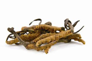 อาหารเสริมสำหรับผมร่วง ตังถั่งเช่า Hair Soul